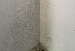 Small mold area that you can clean