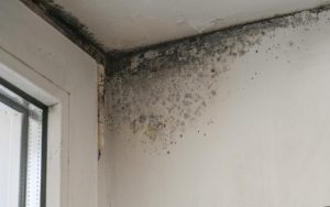 large area of mold that may need professional remediation